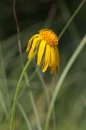 Image of mountain arnica