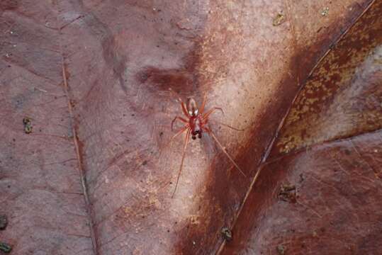 Linyphia hortensis Sundevall 1830 resmi