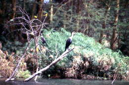 Image of White-breasted Cormorant