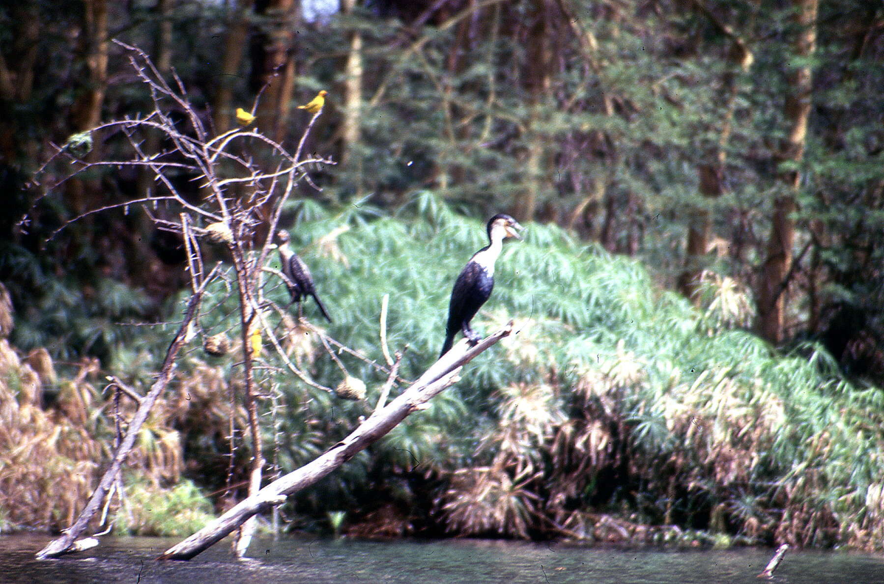 Image of White-breasted Cormorant