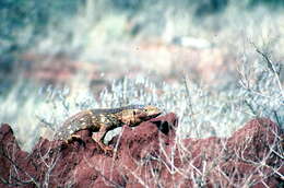 Image of Savannah Monitor