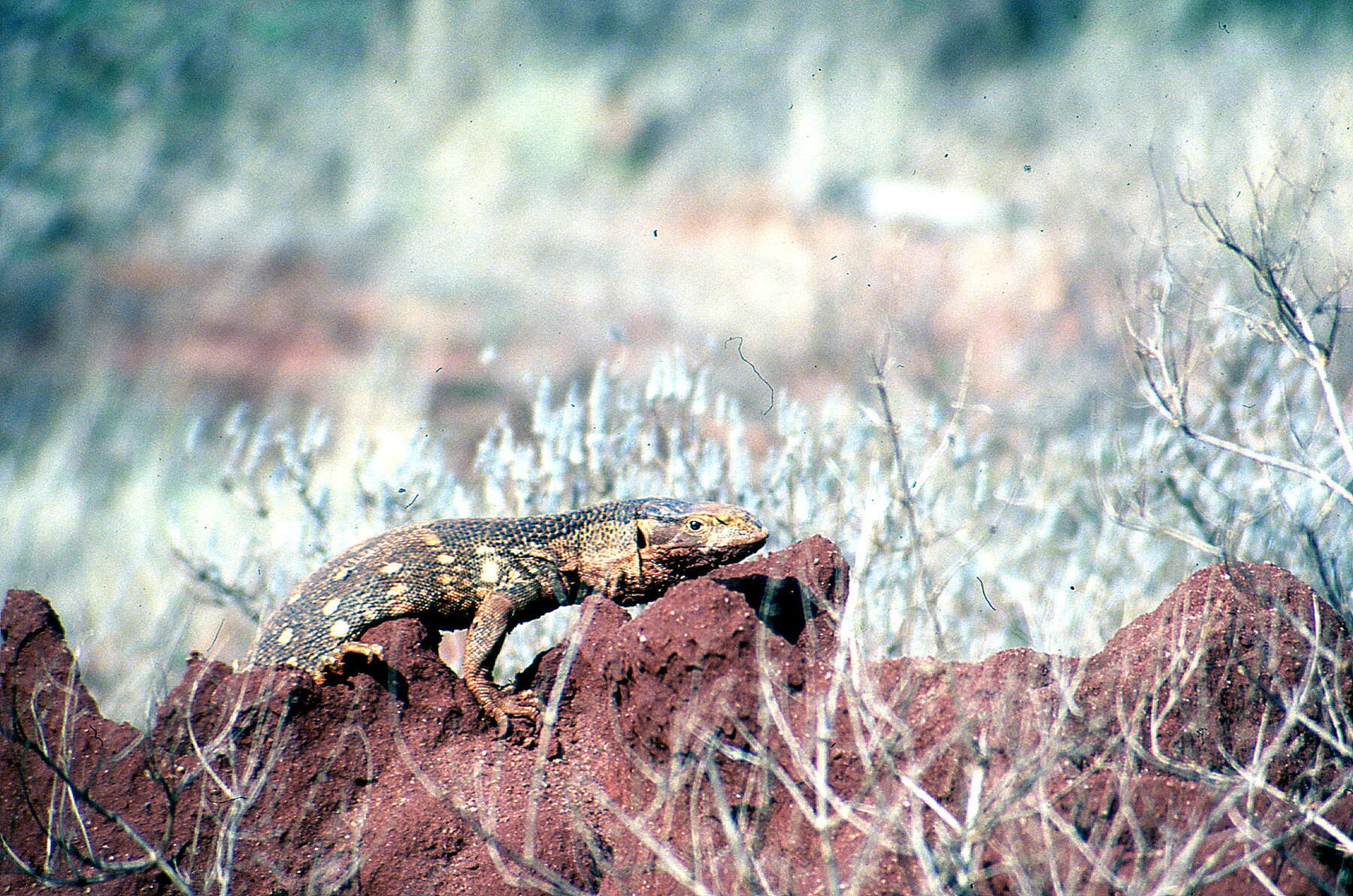 Image of Savannah Monitor