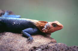 Image of Common agama