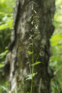 Image of Parasenecio auriculata (DC.) J. R. Grant