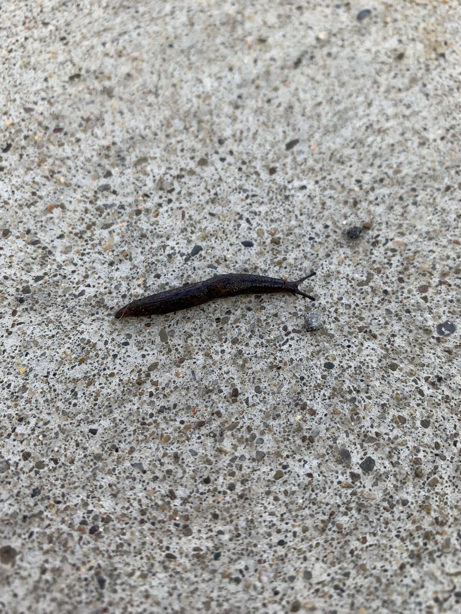 Image of Brown Slug