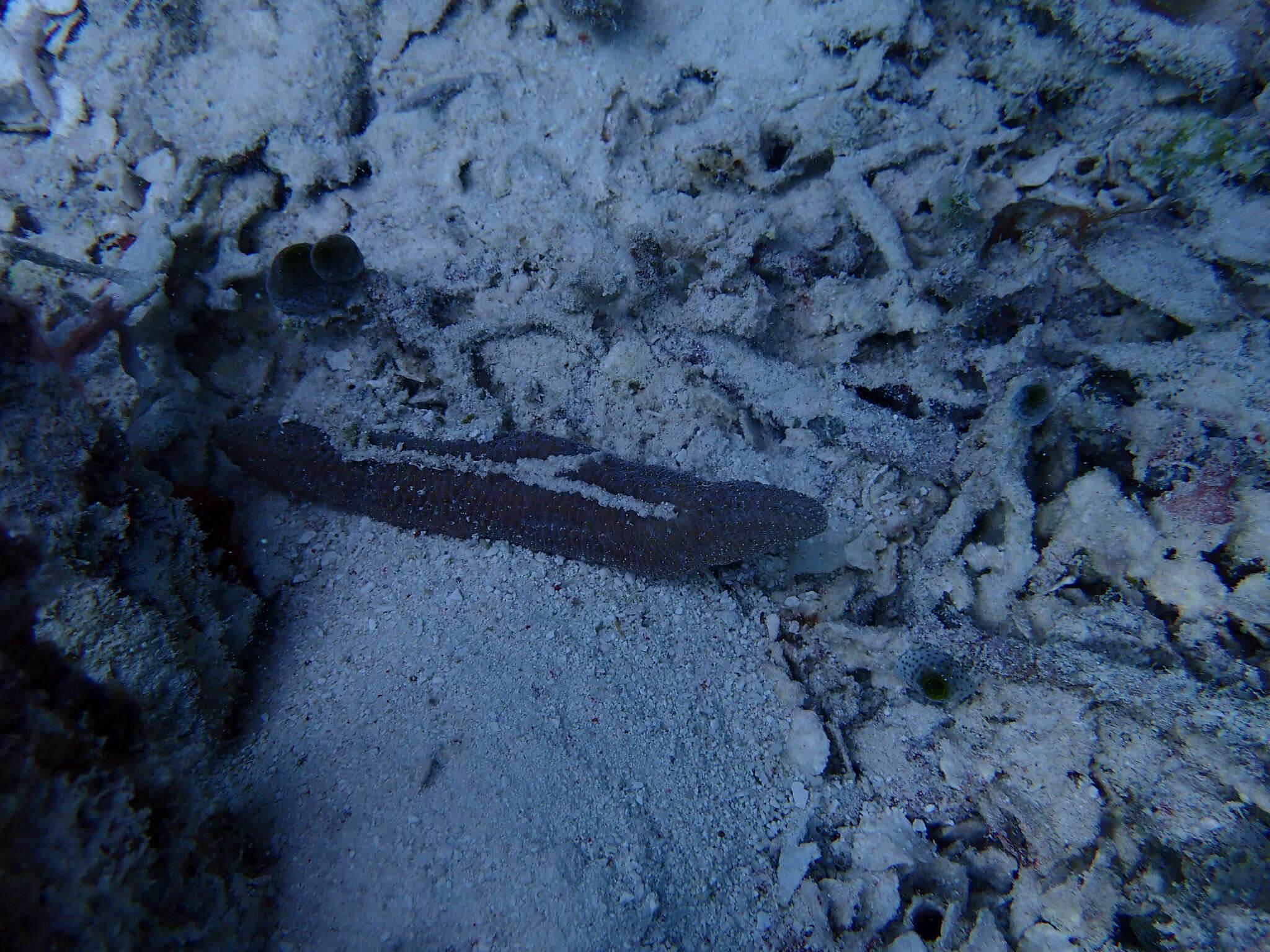 Image of Slipper coral