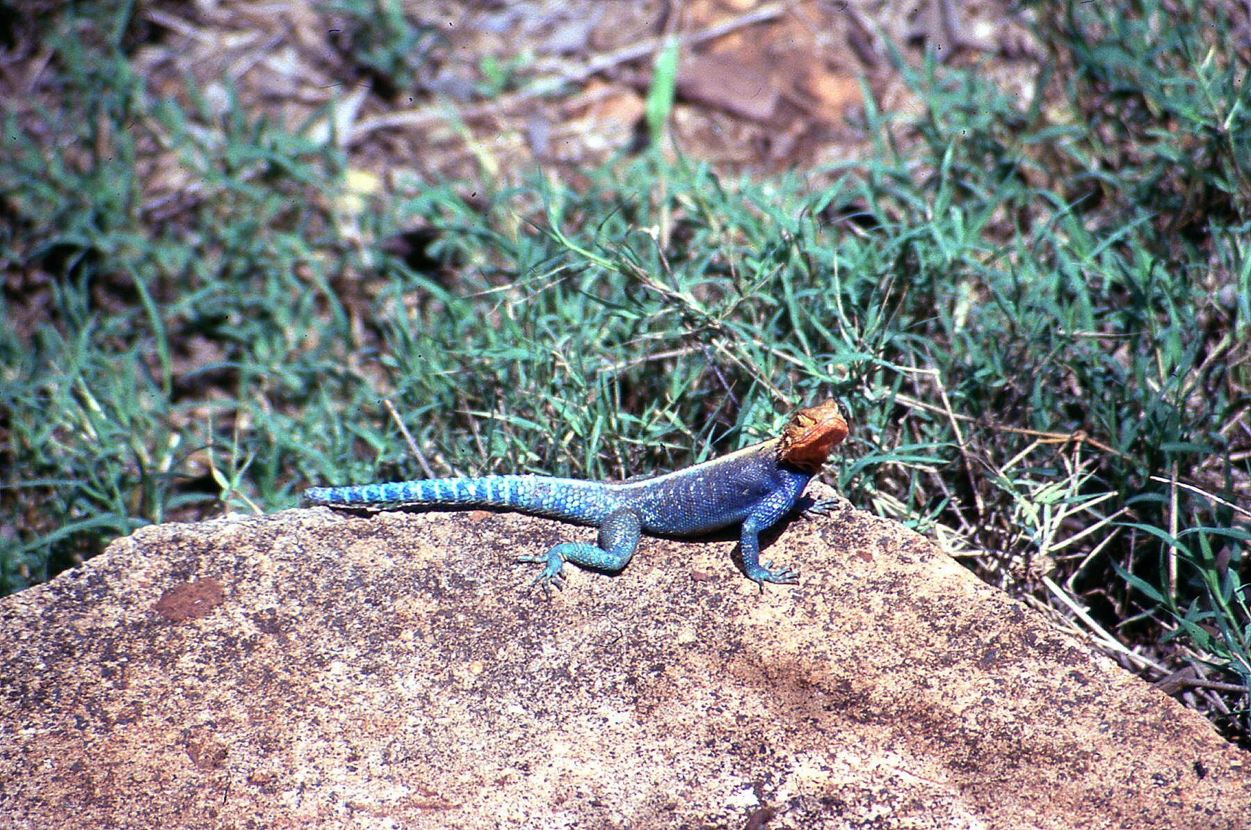 Sivun Agama agama (Linnaeus 1758) kuva