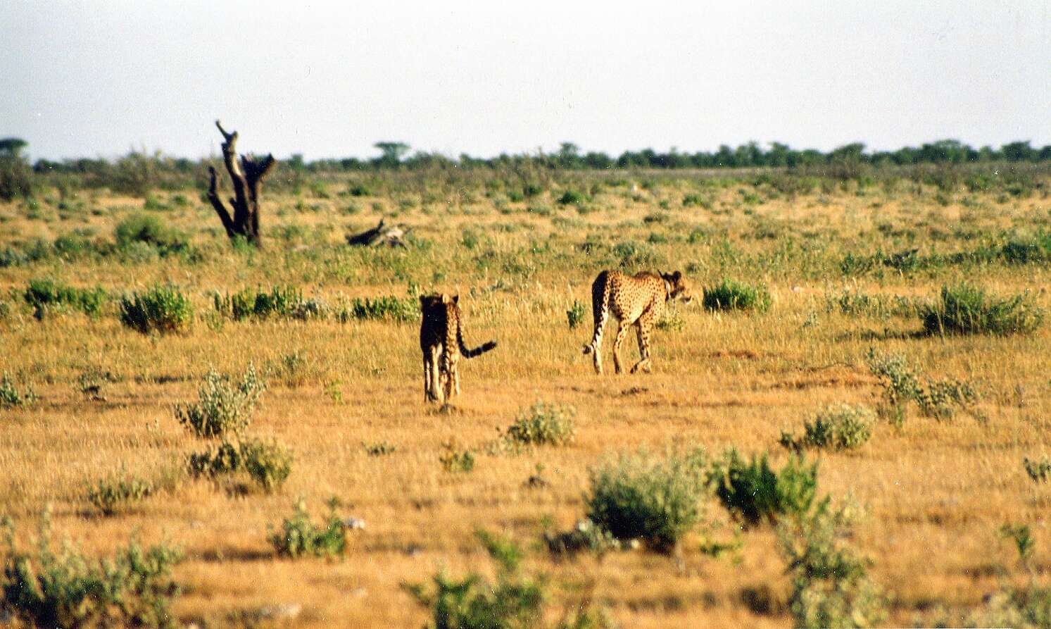 Image of Namibian cheetah