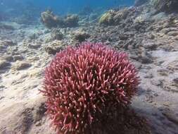 Image of Thin Birdsnest Coral