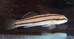 Image of Chameleon goby