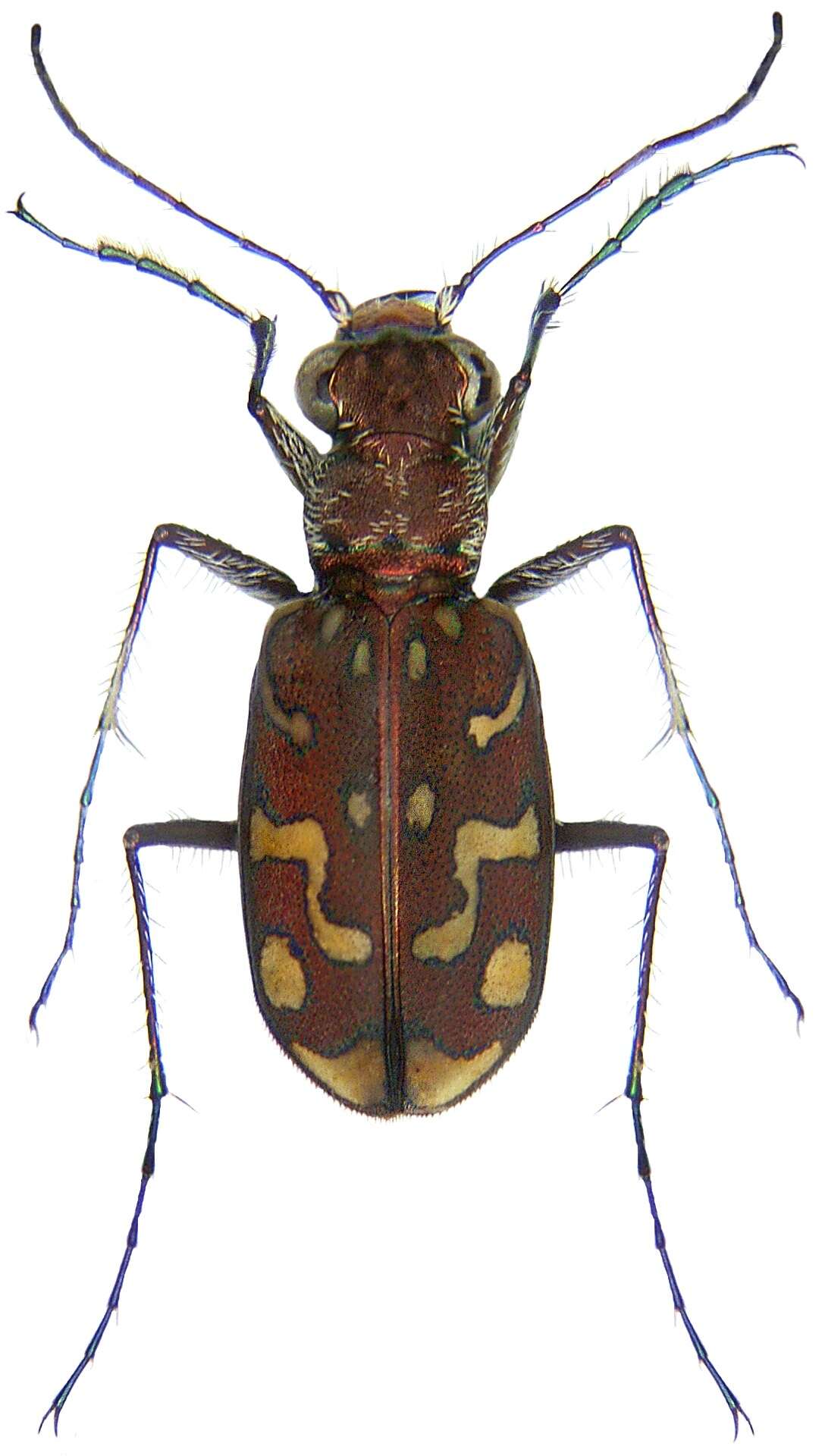 Image of Cicindela (Calomera) littoralis nemoralis G. A. Olivier 1790