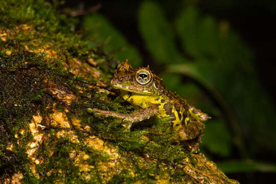 Image de Philautus macroscelis (Boulenger 1896)