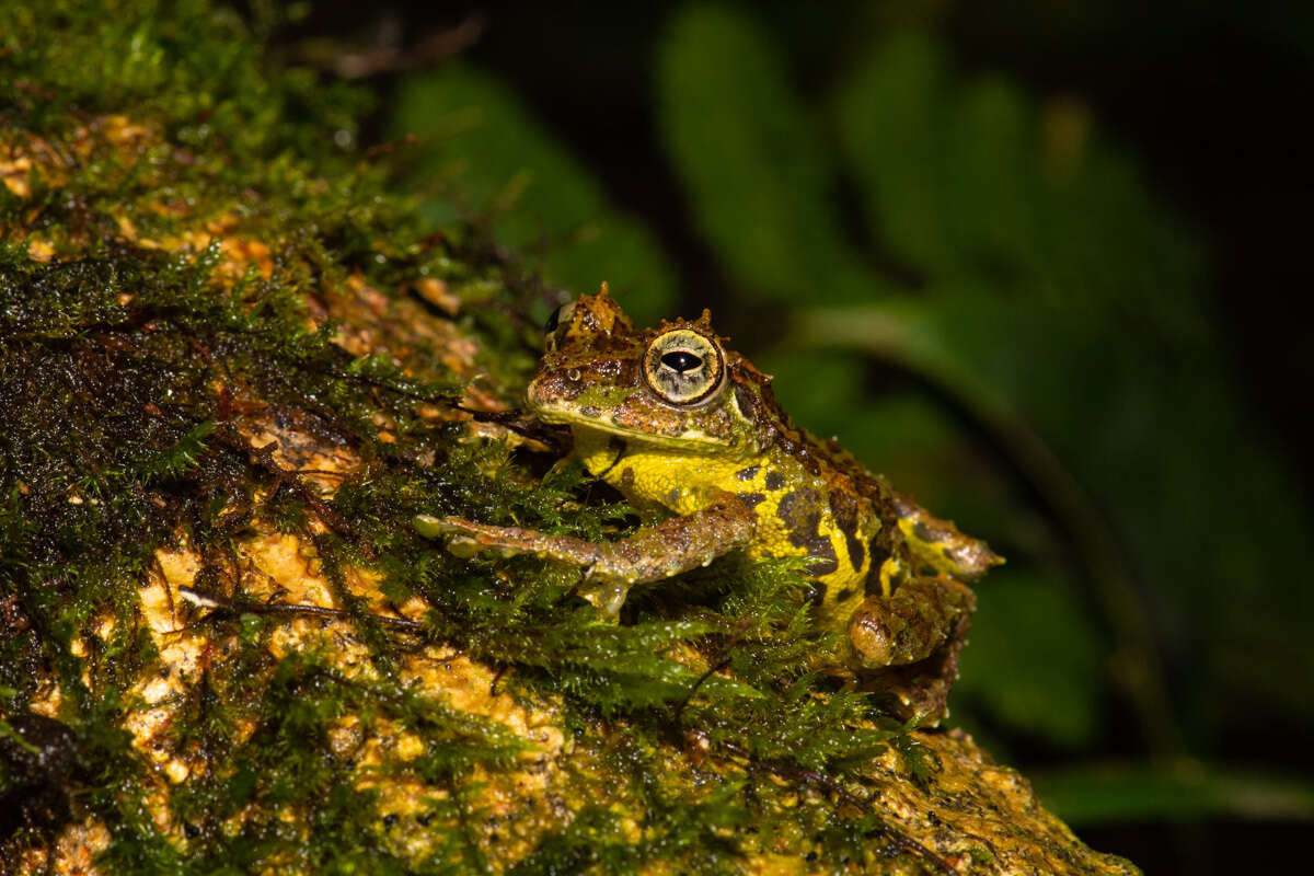 Image of Mossy Bush Frog