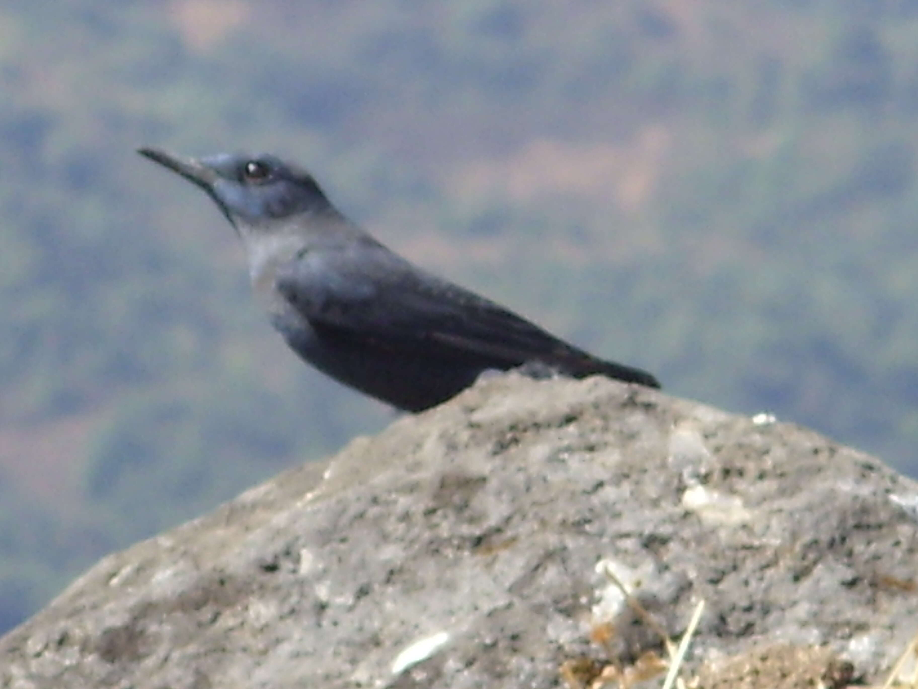 Plancia ëd Monticola solitarius (Linnaeus 1758)