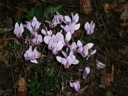 Слика од Cyclamen hederifolium Aiton