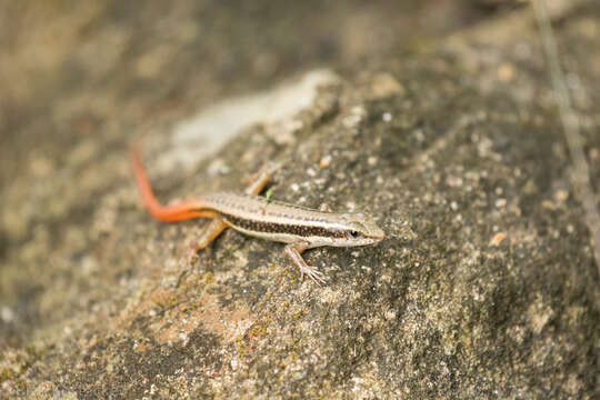 Image of Dussumier's Forest Skink