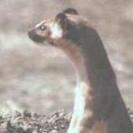 Image of Long-tailed Weasel