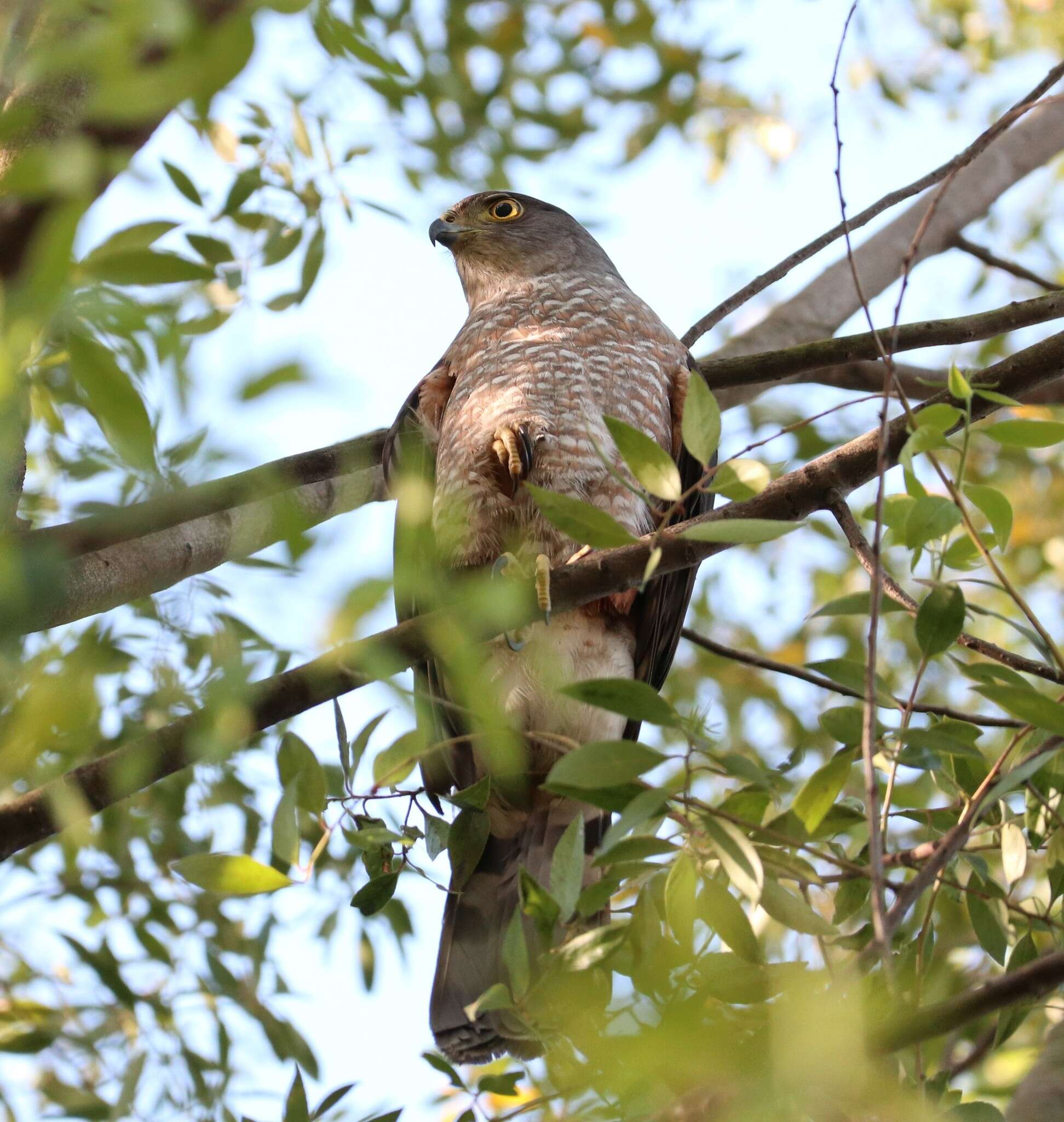 Image of Chilean Hawk