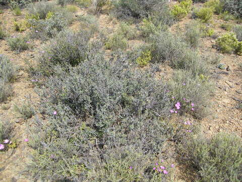 Image of Blepharis capensis (L. fil.) Pers.