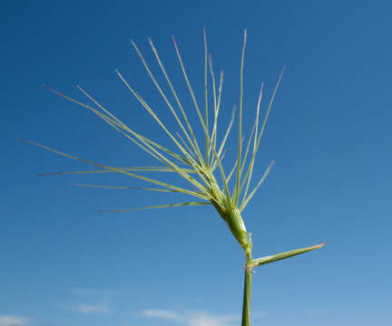 Image of Aegilops kotschyi Boiss.