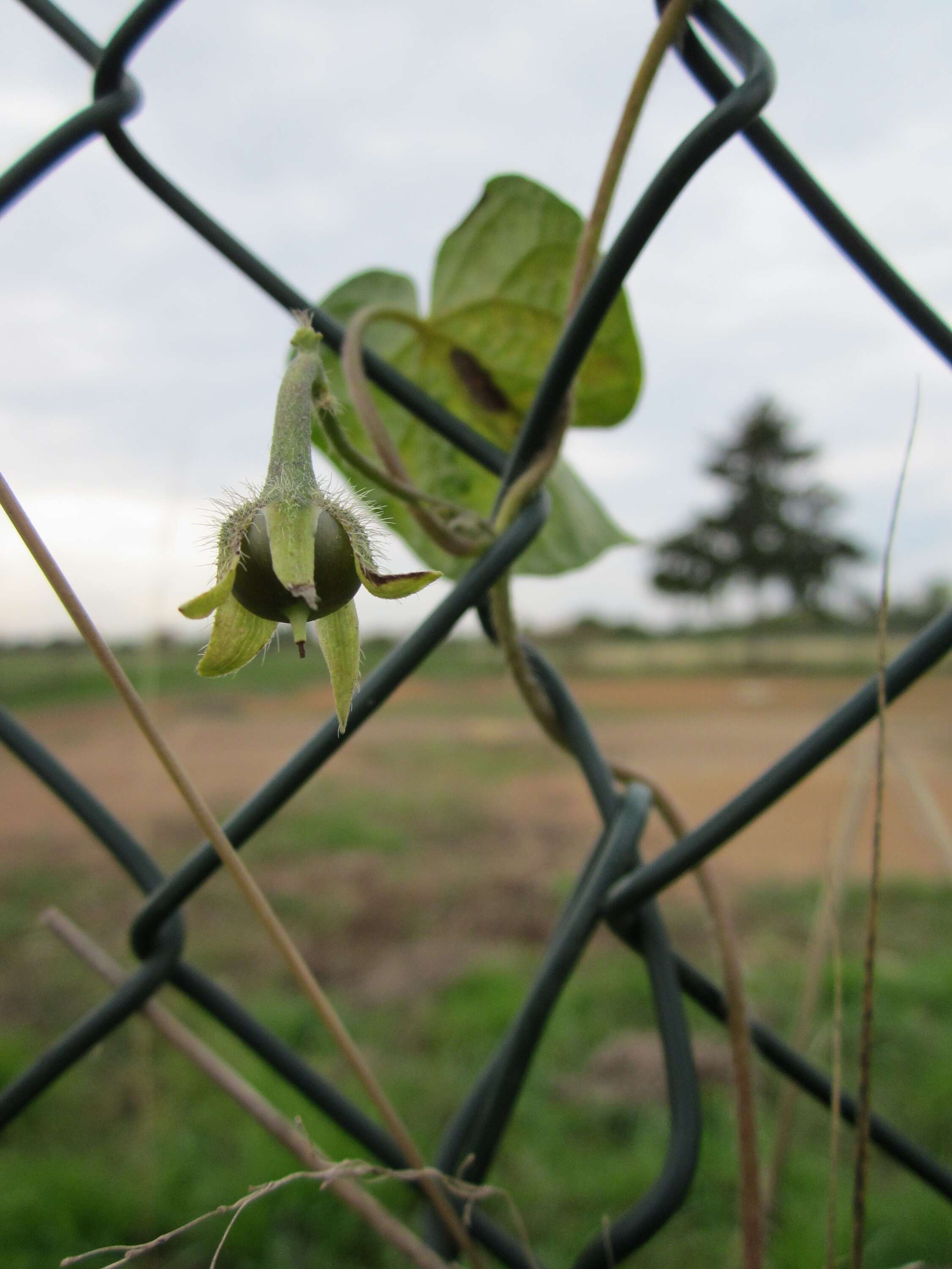 Image of tall morning-glory