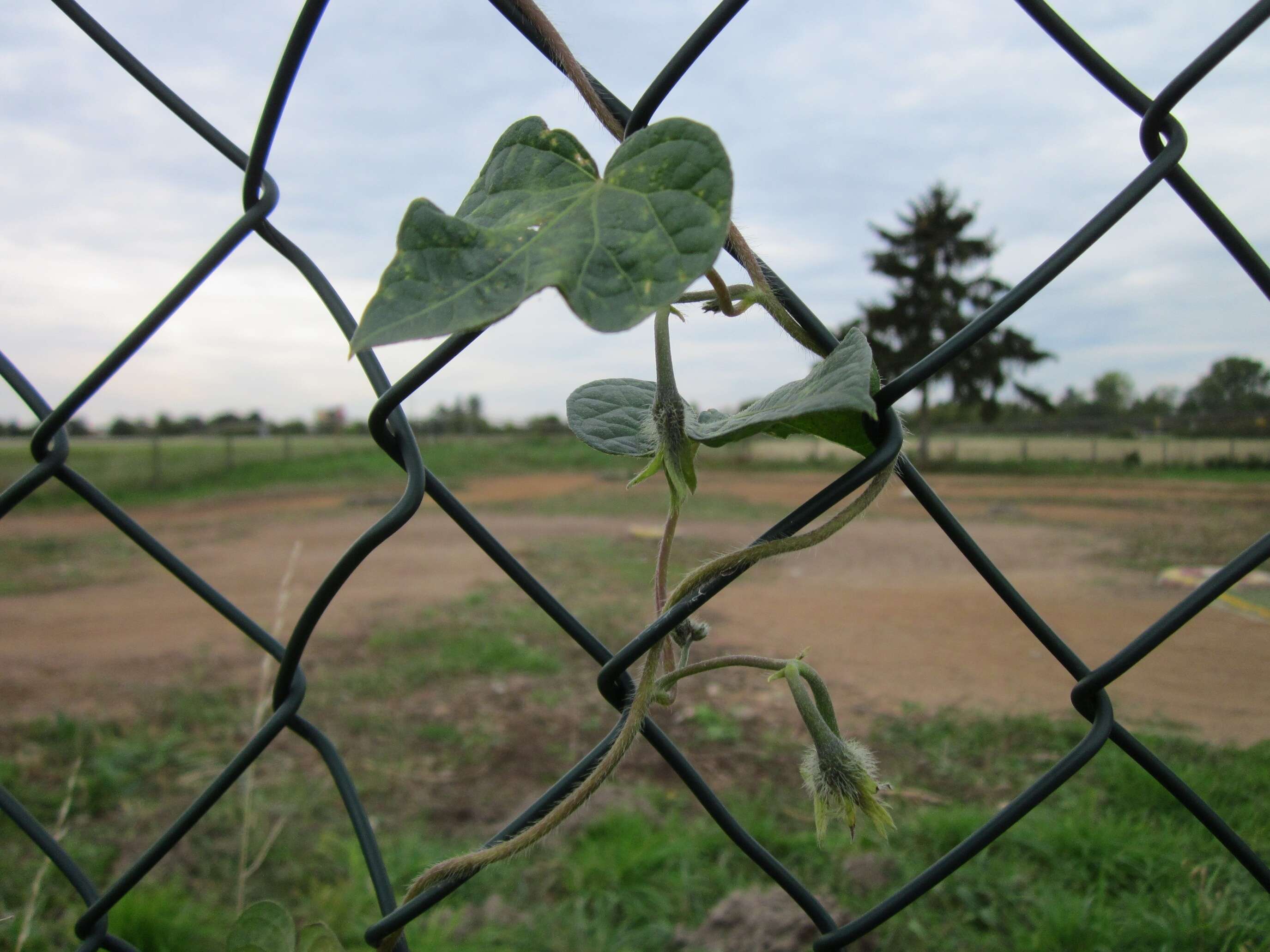 Image of tall morning-glory