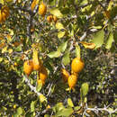 Image of Parry's jujube