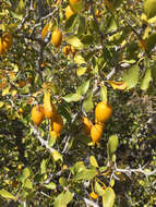 Image of Parry's jujube