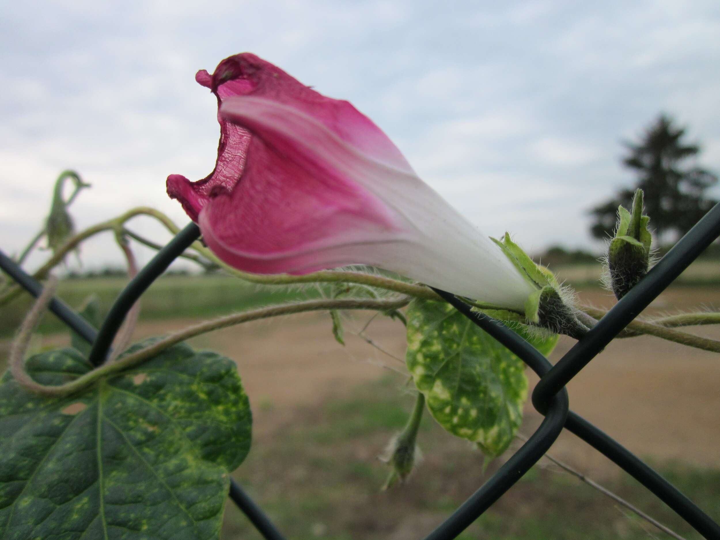 Image of tall morning-glory