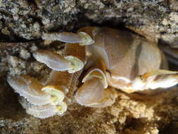 Image of tufted ghost crab