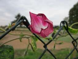 Image of tall morning-glory