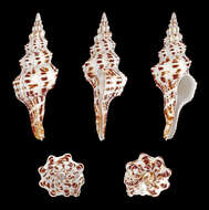 Image of Marmorofusus polygonoides (Lamarck 1822)