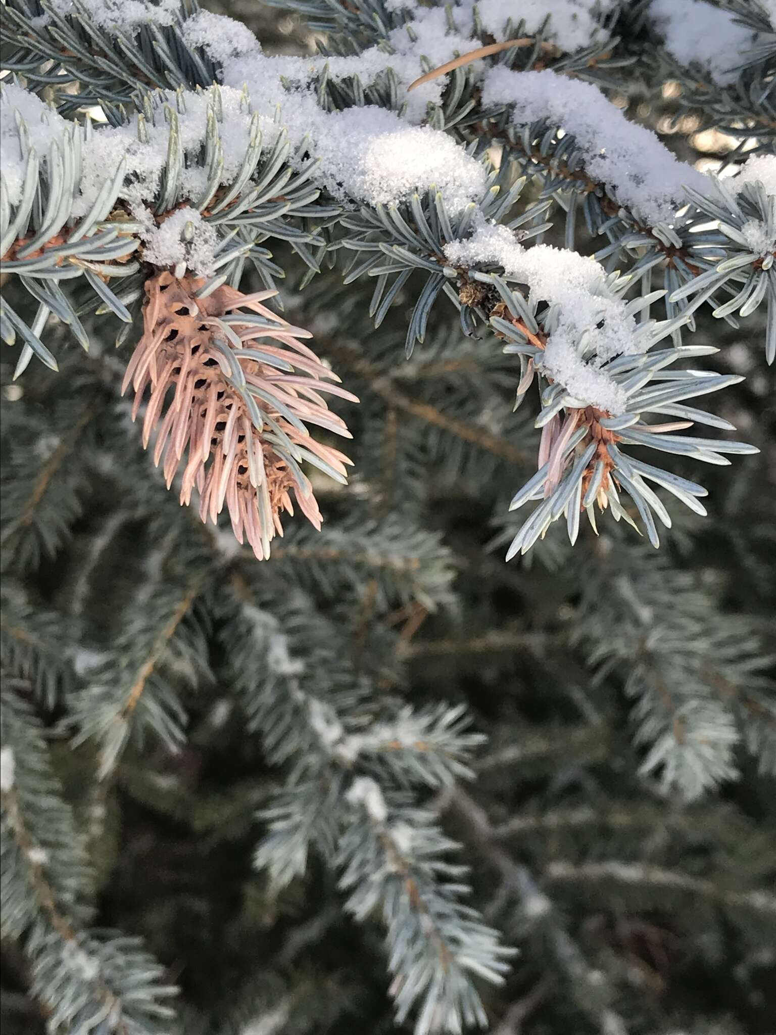 Image of Cooley Spruce Gall Adelgid