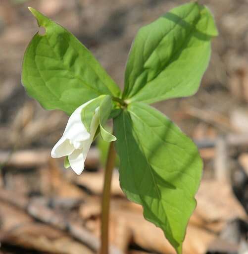 Imagem de Trillium grandiflorum (Michx.) Salisb.