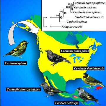 Imagem de Spinus atriceps (Salvin 1863)