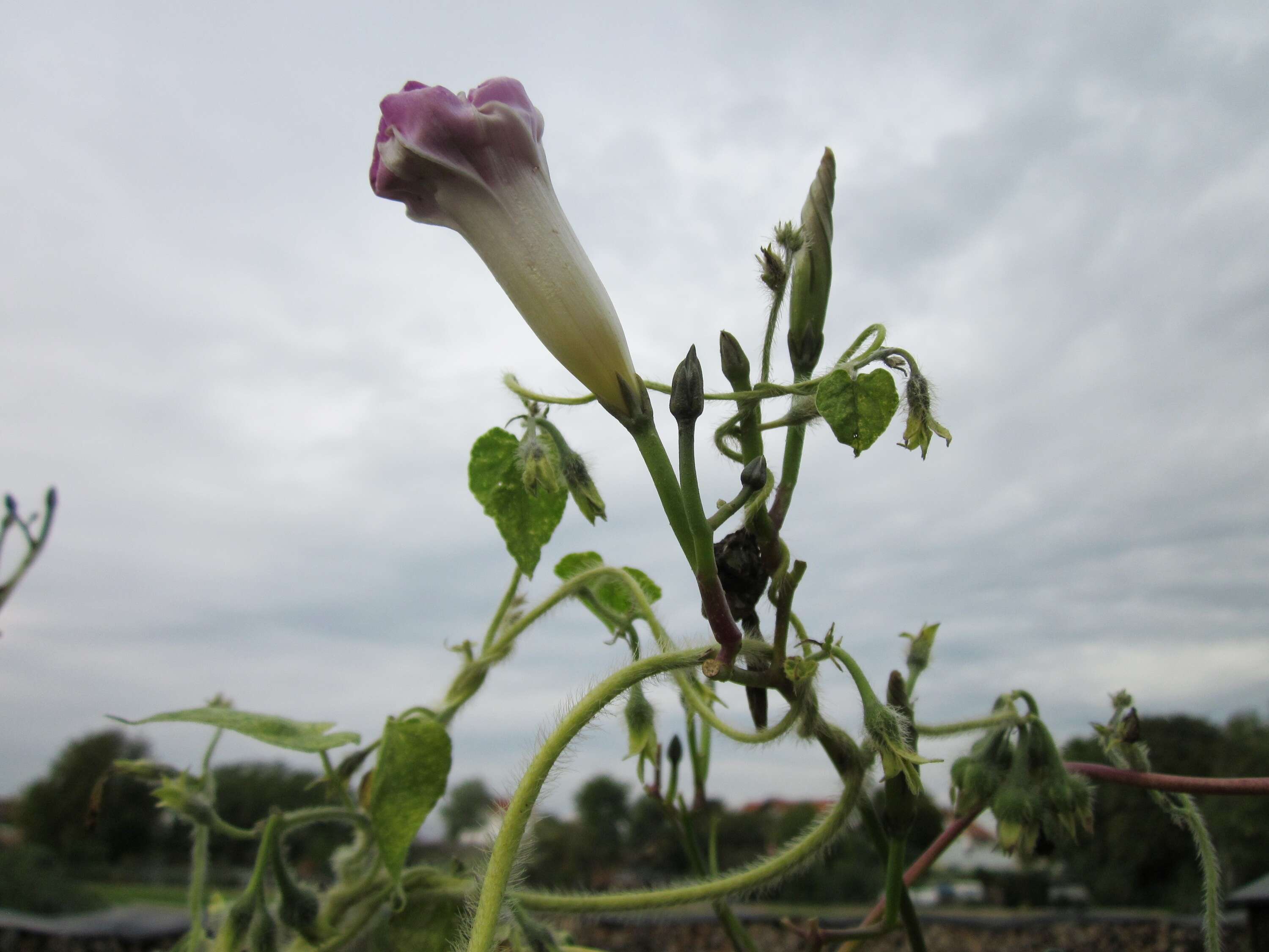 Image of tall morning-glory