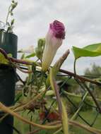 Слика од Ipomoea purpurea (L.) Roth