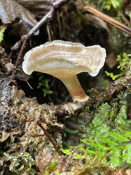 Image of Picipes tubaeformis (P. Karst.) Zmitr. & Kovalenko 2016