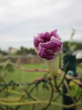 Image of tall morning-glory