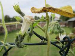 Image of tall morning-glory