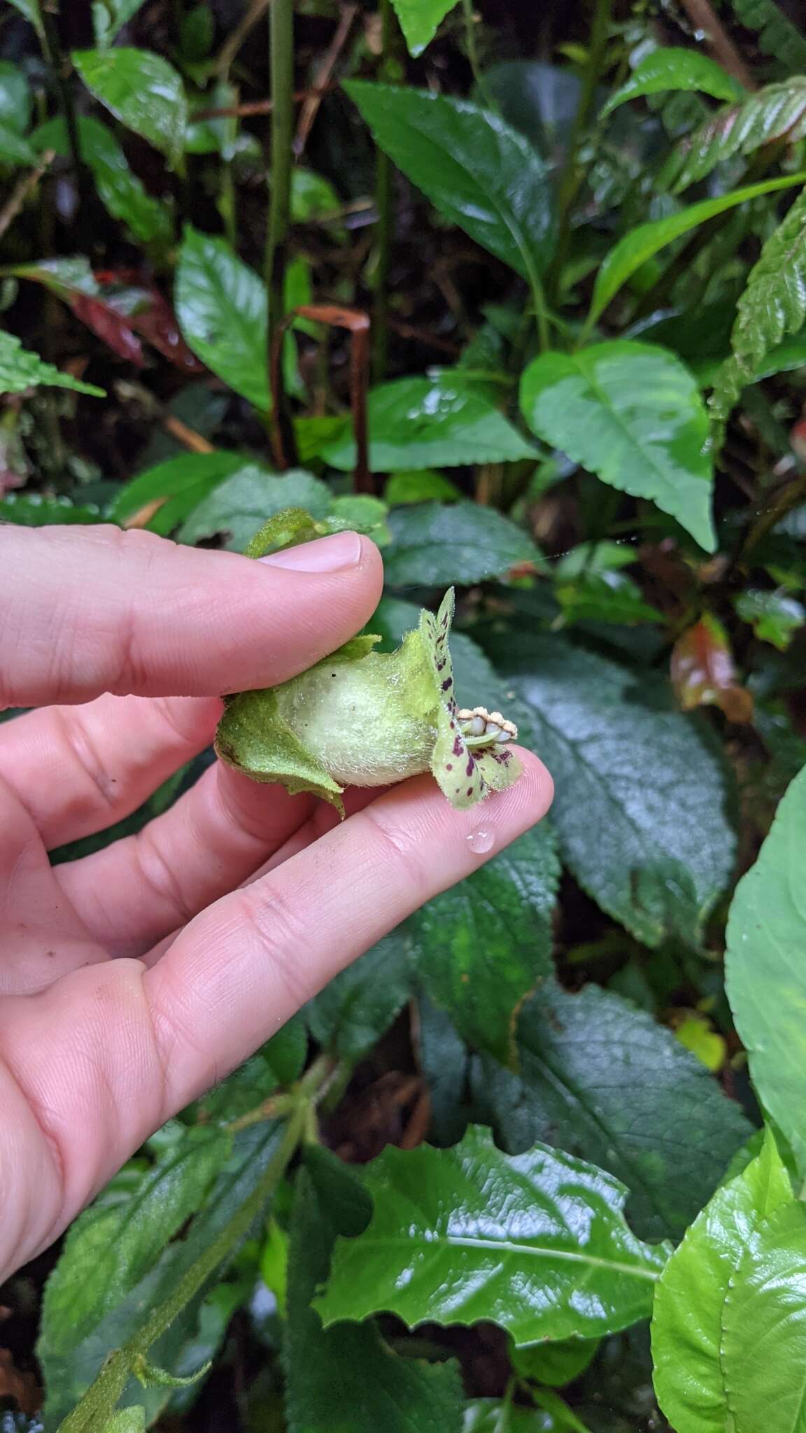 Sivun Kohleria tigridia (Ohlend.) Roalson & Boggan kuva