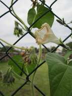 Image of tall morning-glory