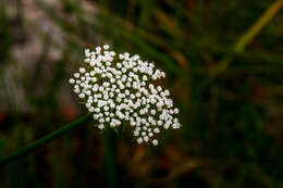 Image of Stenosemis angustifolia E. Mey. ex Harv. & Sond.