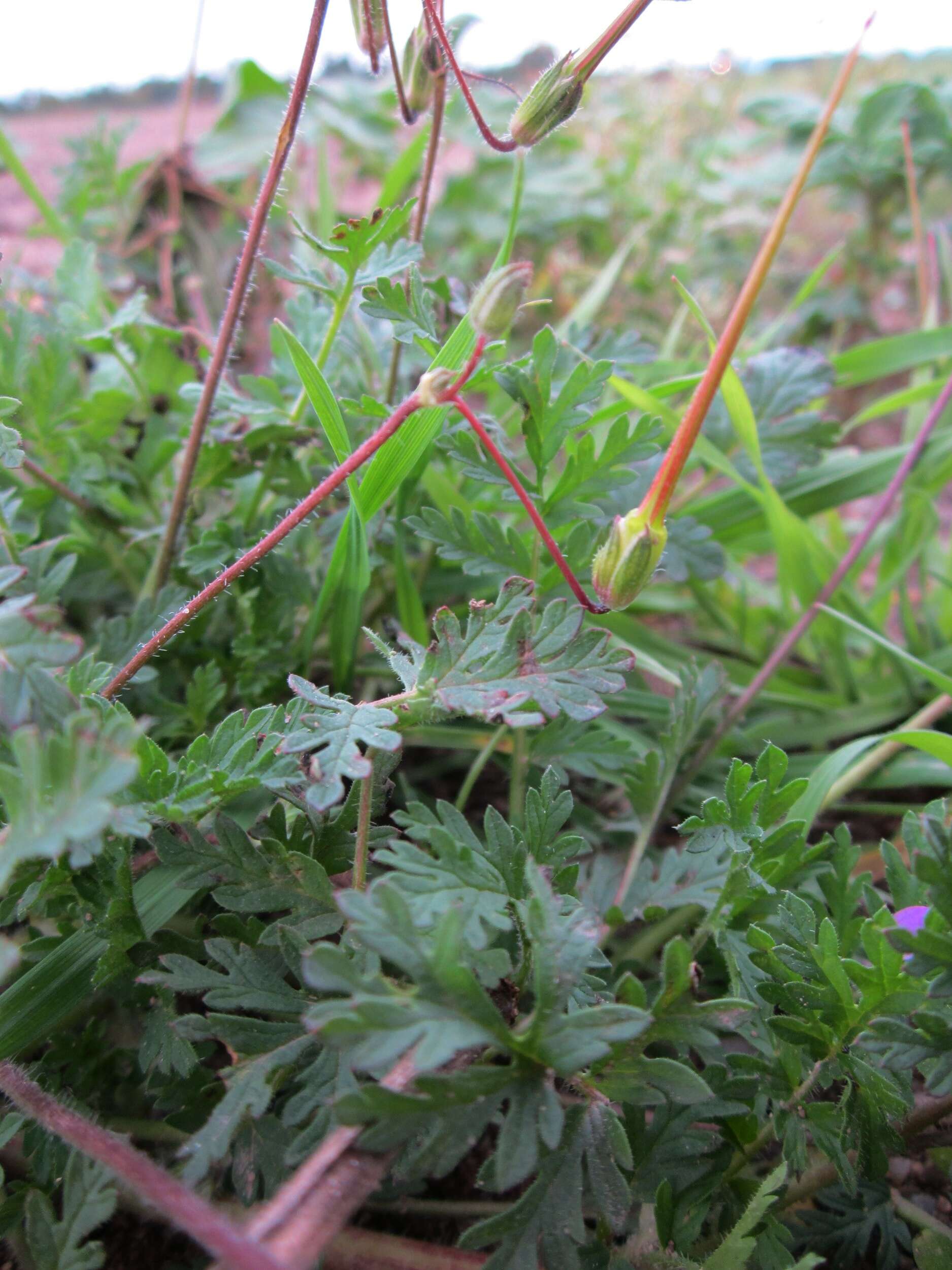 Image of Common Stork's-bill