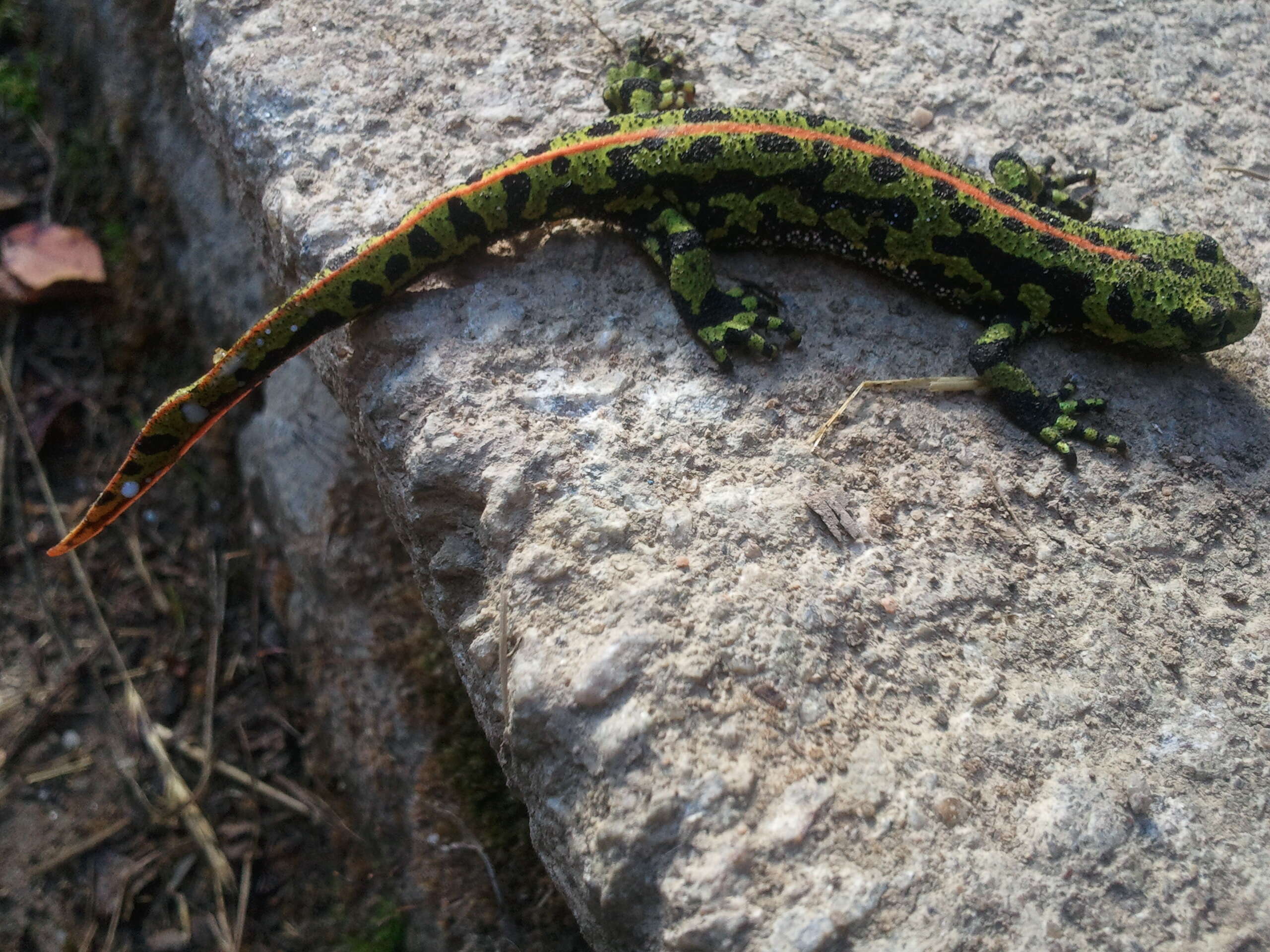 Triturus marmoratus (Latreille 1800) resmi