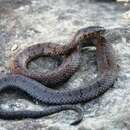 Image of Black-banded Earth Snake