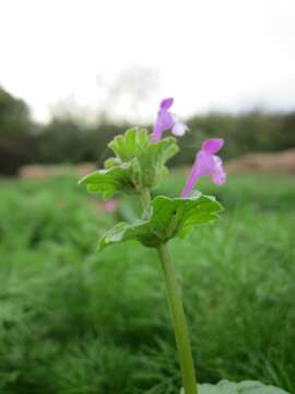 Image of common henbit