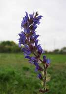 Imagem de Salvia nemorosa L.