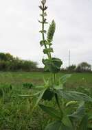 Imagem de Salvia nemorosa L.