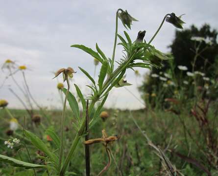 Image of Field Pansy